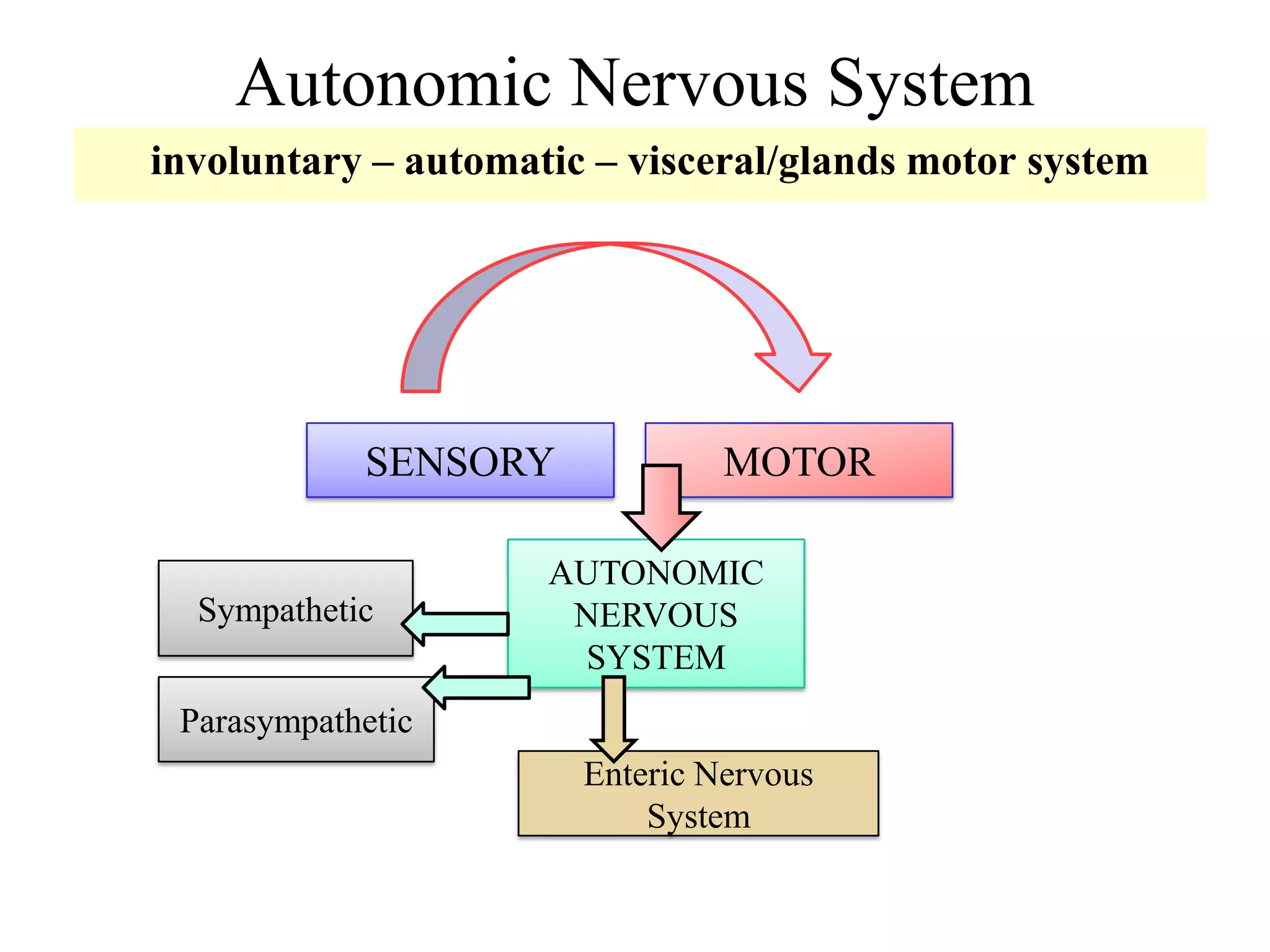 Autonomic Nervous System
involuntary – automatic – visceral/glands motor system




            SENSORY             MOTOR

                     AUTONOMIC
  Sympathetic         NERVOUS
                      SYSTEM
 Parasympathetic
                       Enteric Nervous
                           System
 