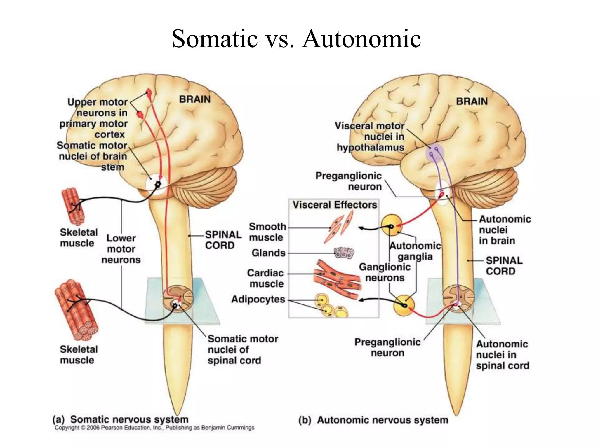Somatic vs. Autonomic
 