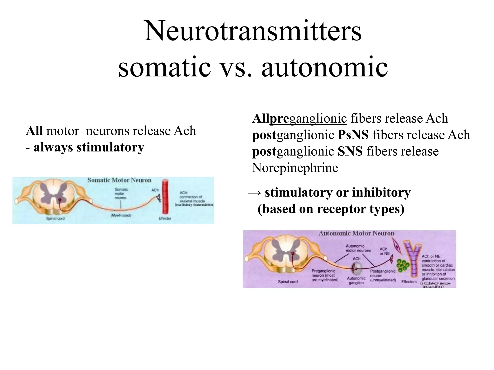 Neurotransmitters
               somatic vs. autonomic
                                Allpreganglionic fibers release Ach
All motor neurons release Ach   postganglionic PsNS fibers release Ach
- always stimulatory            postganglionic SNS fibers release
                                Norepinephrine
                                → stimulatory or inhibitory
                                 (based on receptor types)
 