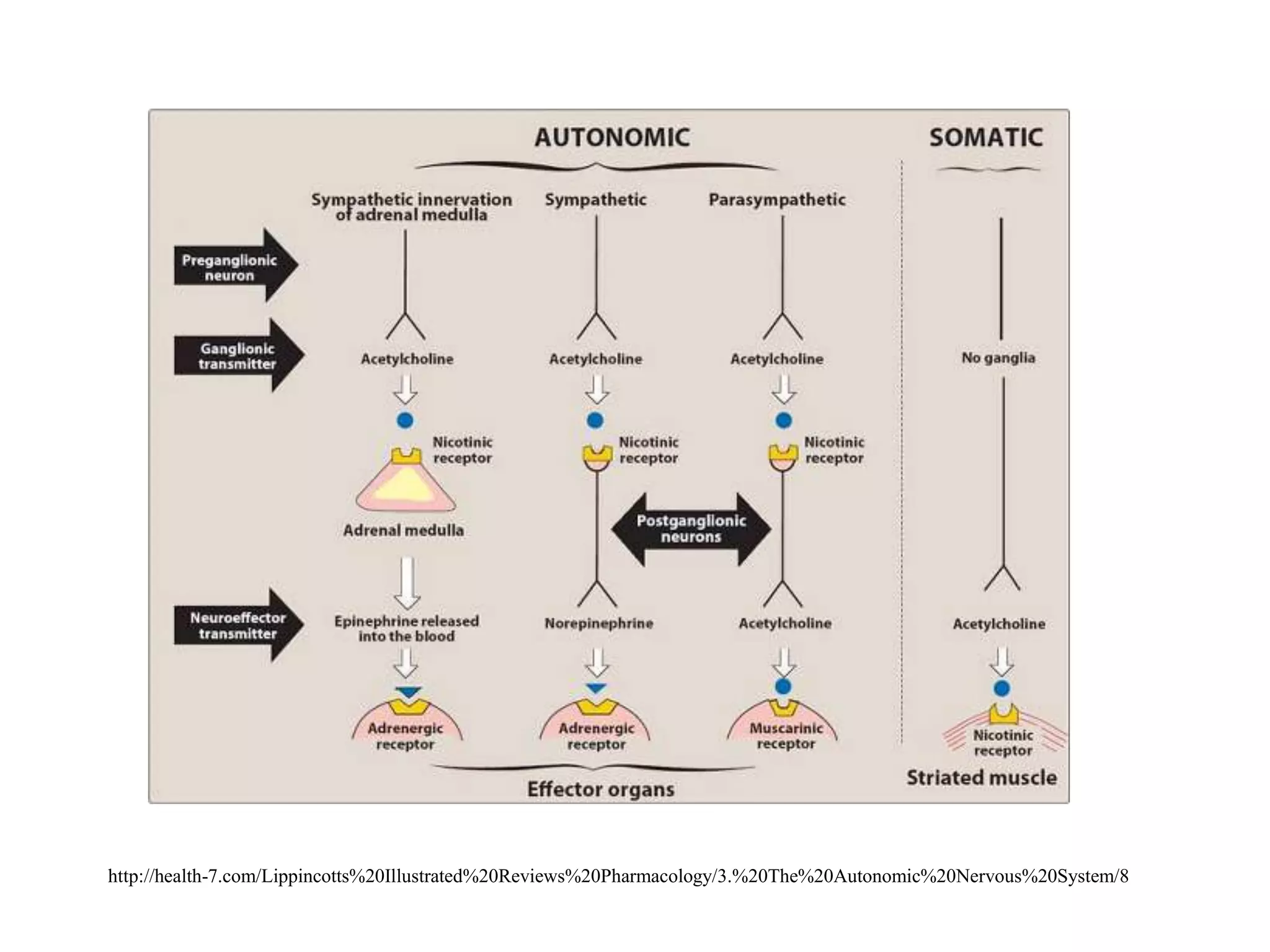 http://health-7.com/Lippincotts%20Illustrated%20Reviews%20Pharmacology/3.%20The%20Autonomic%20Nervous%20System/8
 