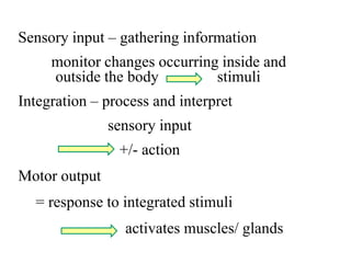 Central Nervous System, The Autonomic Nervous System | PPT