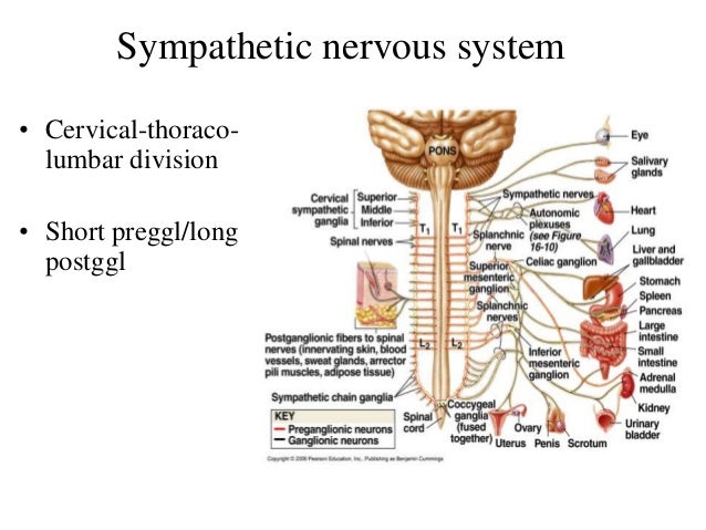 Central Nervous System, The Autonomic Nervous System