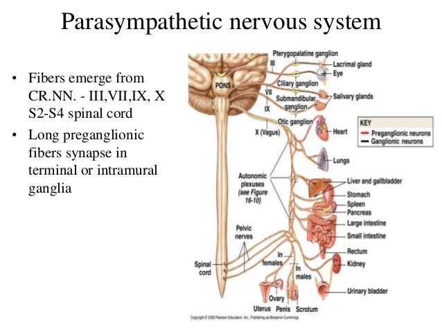 Central Nervous System, The Autonomic Nervous System