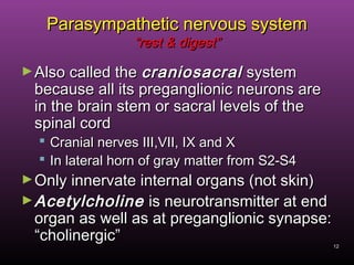 12
Parasympathetic nervous systemParasympathetic nervous system
“rest & digest”“rest & digest”
►Also called theAlso called the craniosacralcraniosacral systemsystem
because all its preganglionic neurons arebecause all its preganglionic neurons are
in the brain stem or sacral levels of thein the brain stem or sacral levels of the
spinal cordspinal cord
 Cranial nerves III,VII, IX and XCranial nerves III,VII, IX and X
 In lateral horn of gray matter from S2-S4In lateral horn of gray matter from S2-S4
►Only innervate internal organs (not skin)Only innervate internal organs (not skin)
►AcetylcholineAcetylcholine is neurotransmitter at endis neurotransmitter at end
organ as well as at preganglionic synapse:organ as well as at preganglionic synapse:
“cholinergic”“cholinergic”
 