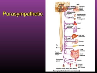14
ParasympatheticParasympathetic
 