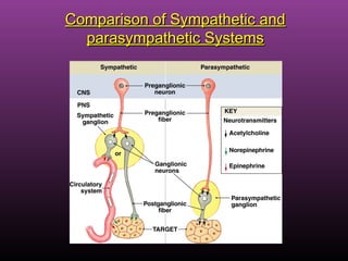 Comparison of Sympathetic andComparison of Sympathetic and
parasympathetic Systemsparasympathetic Systems
 