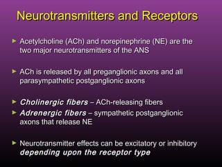 Neurotransmitters and ReceptorsNeurotransmitters and Receptors
► Acetylcholine (ACh) and norepinephrine (NE) are theAcetylcholine (ACh) and norepinephrine (NE) are the
two major neurotransmitters of the ANStwo major neurotransmitters of the ANS
► ACh is released by all preganglionic axons and allACh is released by all preganglionic axons and all
parasympathetic postganglionic axonsparasympathetic postganglionic axons
► Cholinergic fibersCholinergic fibers – ACh-releasing fibers– ACh-releasing fibers
► Adrenergic fibersAdrenergic fibers – sympathetic postganglionic– sympathetic postganglionic
axons that release NEaxons that release NE
► Neurotransmitter effects can be excitatory or inhibitoryNeurotransmitter effects can be excitatory or inhibitory
depending upon the receptor typedepending upon the receptor type
 