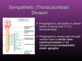 Sympathetic (Thoracolumbar)Sympathetic (Thoracolumbar)
DivisionDivision
► Preganglionic cell bodies in lateralPreganglionic cell bodies in lateral
horns of spinal cord T1-L2:horns of spinal cord T1-L2:
thoracolumbarthoracolumbar
► Preganglionic axons pass throughPreganglionic axons pass through
ventral roots toventral roots to whitewhite ramirami
communicantescommunicantes to theto the
retroperitonealretroperitoneal sympatheticsympathetic
chain gangliachain ganglia
 