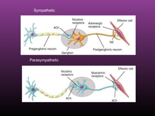 Parasympathetic
Sympathetic
 