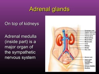 52
Adrenal glandsAdrenal glands
On top of kidneysOn top of kidneys
Adrenal medullaAdrenal medulla
(inside part) is a(inside part) is a
major organ ofmajor organ of
the sympatheticthe sympathetic
nervous systemnervous system
 