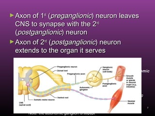 7
►Axon of 1Axon of 1stst
((preganglionicpreganglionic) neuron leaves) neuron leaves
CNS to synapse with the 2CNS to synapse with the 2ndnd
((postganglionicpostganglionic) neuron) neuron
►Axon of 2Axon of 2ndnd
((postganglionicpostganglionic) neuron) neuron
extends to the organ it servesextends to the organ it serves
Diagram contrasts somatic (lower) and autonomic:
autonomic
somatic
Note: the autonomic ganglion is motor
this dorsal
root ganglion
is sensory
 