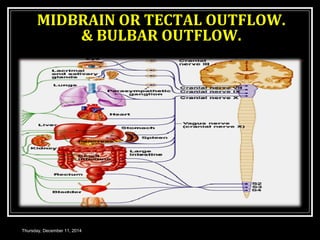 Tectal Midbrain AUTONOMIC NERVOUS SYSTEM | PPT