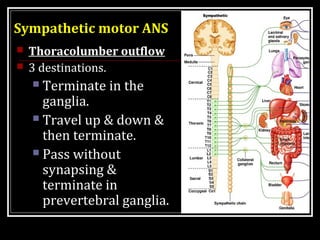 Sympathetic motor ANS 
 Thoracolumber outflow 
 3 destinations. 
 Terminate in the 
ganglia. 
 Travel up & down & 
the...