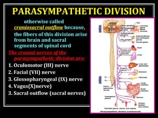 PARASYMPATHETIC DIVISION 
otherwise called 
craniosacral outflow because, 
the fibers of this division arise 
from brain a...