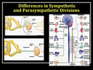 Differences in Sympathetic 
and Parasympathetic Divisions 
 