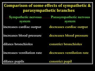 Comparison of some effects of sympathetic & 
parasympathetic branches 
SSyymmppaatthheettiicc nneerrvvoouuss 
ssyysstteemm...