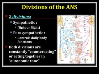 Divisions of the ANS 
 2 divisions: 
 Sympathetic : 
 (fight or flight) 
 Parasympathetic : 
 Controls daily body 
fu...