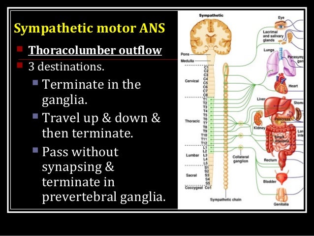 autonomic nervous system and obj Autonomic nervous system drugs william mark enlow sue greenfield cliff roberson keyt erm s acetchnyoll ei ne achi ceyoel tral tsse. autonomic nervous system and obj Autonomic nervous system drugs william mark enlow sue greenfield cliff roberson keyt erm s acetchnyoll ei ne achi ceyoel tral tsse.