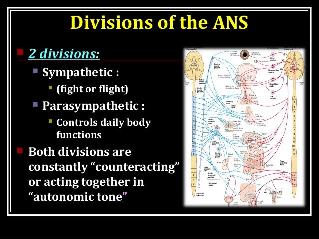 AUTONOMIC NERVOUS SYSTEM