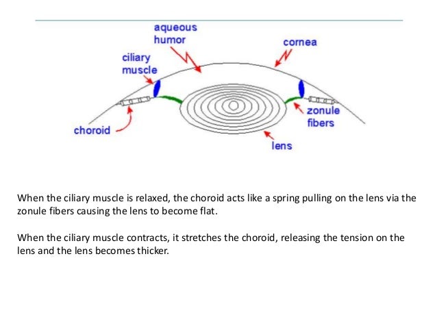 Exelon patch to oral conversion