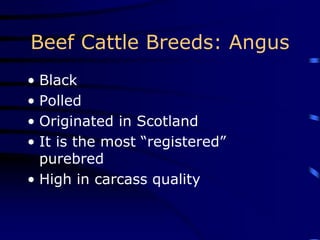 Beef Cattle Breeds: Angus
• Black
• Polled
• Originated in Scotland
• It is the most “registered”
purebred
• High in carcass quality
 