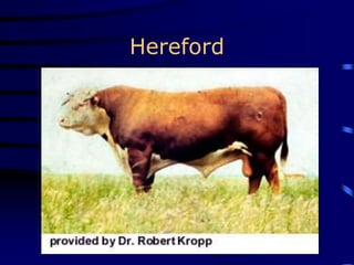 Hereford
 