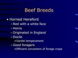 Beef Breeds
• Horned Hereford
– Red with a white face
– Horns
– Originated in England
– Docile
• Gentle temperament
– Good foragers
• Efficient converters of forage crops
 