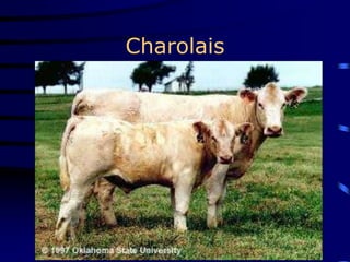 Charolais
 