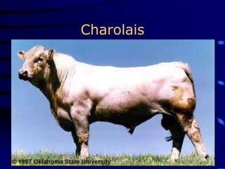 Charolais
 