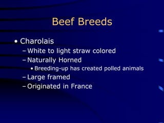 Beef Breeds
• Charolais
– White to light straw colored
– Naturally Horned
• Breeding-up has created polled animals
– Large framed
– Originated in France
 
