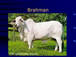 Brahman
 