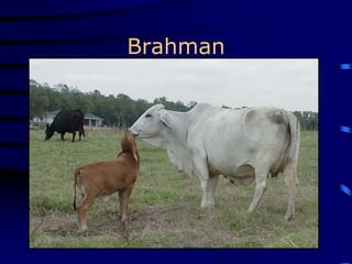 Brahman
 