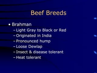 Beef Breeds
• Brahman
– Light Gray to Black or Red
– Originated in India
– Pronounced hump
– Loose Dewlap
– Insect & disease tolerant
– Heat tolerant
 