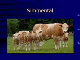 Simmental
 