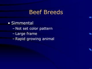 Beef Breeds
• Simmental
– Not set color pattern
– Large frame
– Rapid growing animal
 