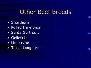 Other Beef Breeds
• Shorthorn
• Polled Herefords
• Santa Gertrudis
• Gelbvieh
• Limousine
• Texas Longhorn
 