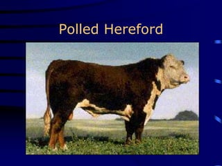 Polled Hereford
 