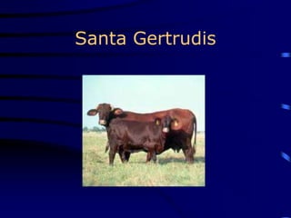 Santa Gertrudis
 