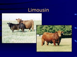 Limousin
 