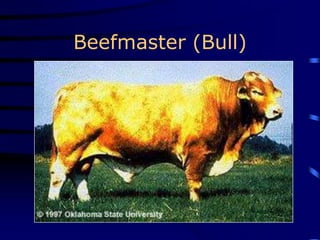 Beefmaster (Bull)
 