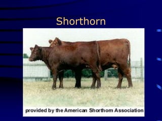 Shorthorn
 
