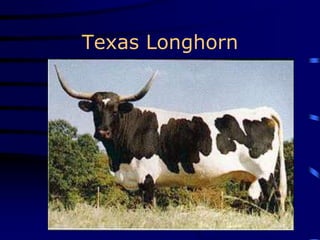 Texas Longhorn
 