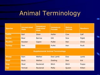 Animal Terminology
Species
Uncastrated
Male
Immature
Castrated
Male
Immature
Female
Mature
Female
Newborn
Cattle Bull Steer Heifer Cow Calf
Swine Boar Barrow Gilt Sow Piglet
Poultry Rooster Capon Pullet Hen Chick
Turkey Tom Pullet Hen Poult
Supplemental Animal Terminology
Sheep Ram Wether Ewe Lamb Ewe Lamb
Goat Buck Wether Doeling Doe Kid
Dog Stud Neutered Bitch Bitch Puppy
Cat Tomcat Neutered Molly Queen Kitten
 