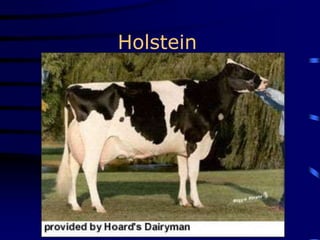 Holstein
 