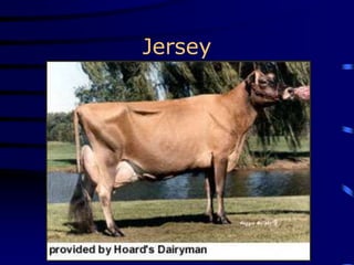 Jersey
 
