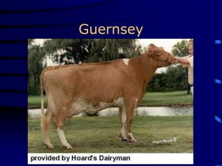 Guernsey
 
