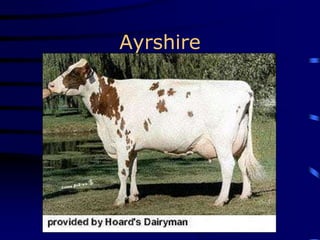 Ayrshire
 