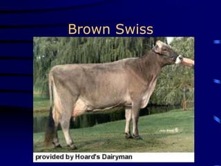 Brown Swiss
 
