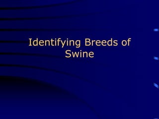 Identifying Breeds of
Swine
 