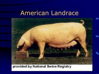American Landrace
 